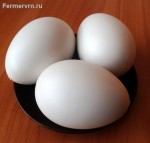 Яйцо подкладное гусиное 